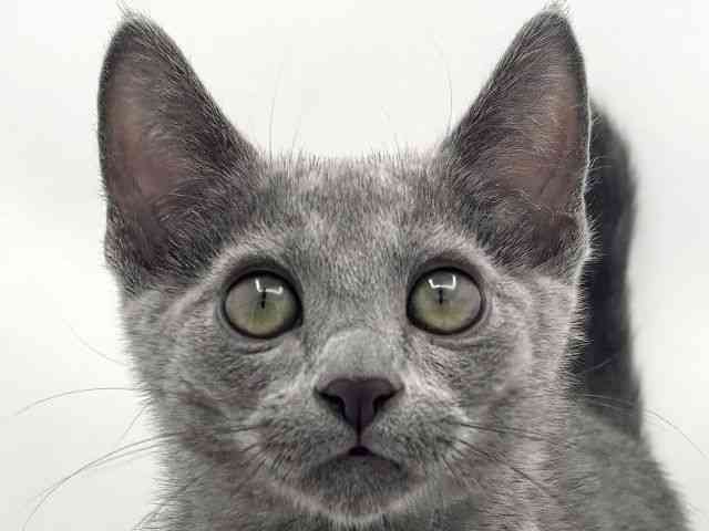 兵庫県のロシアンブルー (ひごペットフレンドリークラウンパーク伊丹店/2025年7月28日生まれ/男の子/ブルー)の子猫の1枚目の画像