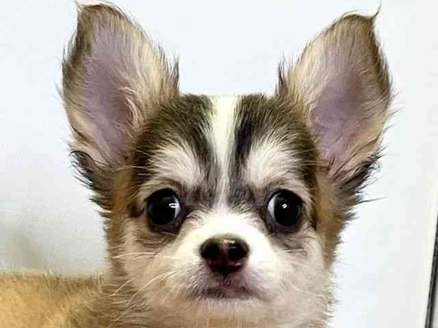 愛媛県のチワワ(ロング) (ひごペットフレンドリーエミフルMASAKI店/2025年7月29日生まれ/男の子/レッドホワイト)の子犬の1枚目の画像