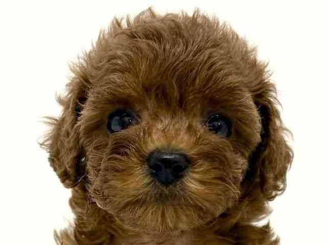 大阪府のトイプードル(トイ) (ひごペットフレンドリーくずはモール店/2025年7月27日生まれ/女の子/レッド)の子犬の1枚目の画像