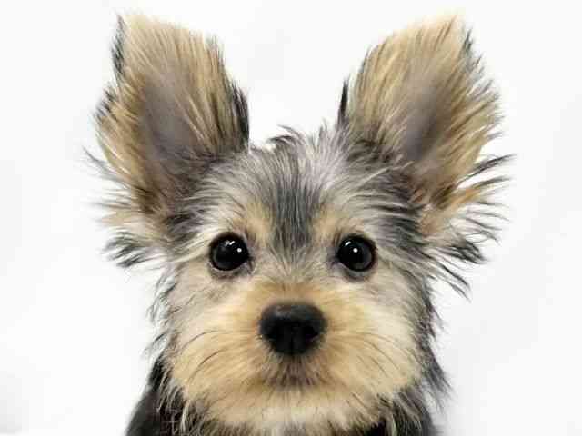 愛媛県のヨークシャーテリア (ひごペットフレンドリーイオンモール今治新都市店/2025年7月28日生まれ/女の子/スチールブルータン)の子犬の1枚目の画像