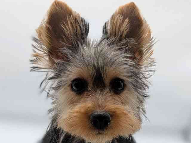 香川県のヨークシャーテリア (ひごペットフレンドリーゆめタウン高松店/2025年7月28日生まれ/女の子/スチールブルータン)の子犬の1枚目の画像