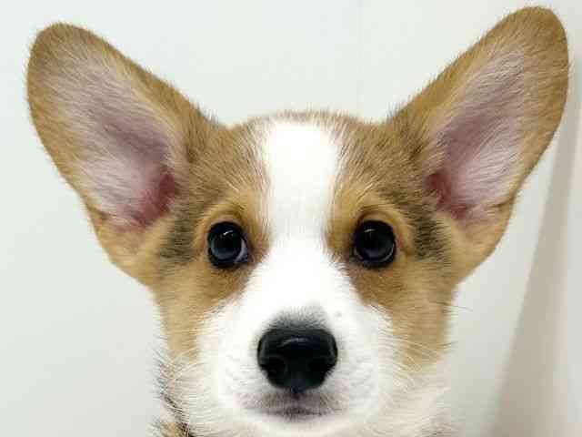 兵庫県のウェルシュコーギーペンブローク (ひごペットフレンドリーブルメールHAT神戸店/2025年7月28日生まれ/男の子/レッドホワイト)の子犬の1枚目の画像