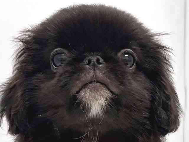 奈良県のペキニーズ (ひごペットフレンドリー奈良パワーシティ店/2025年7月29日生まれ/男の子/ブラック)の子犬の1枚目の画像