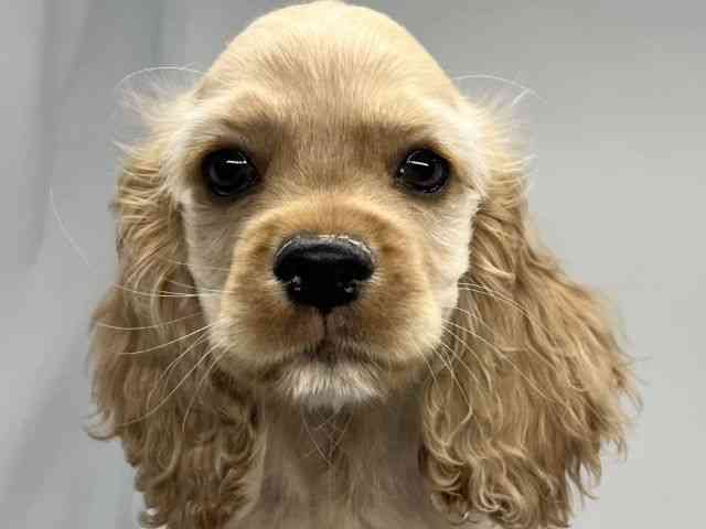 徳島県のアメリカンコッカースパニエル (ひごペットフレンドリーゆめタウン徳島店/2025年7月29日生まれ/男の子/バフ)の子犬の1枚目の画像