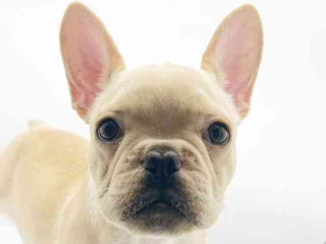 兵庫県のフレンチブルドッグ (ひごペットフレンドリーコロワ甲子園店/2025年7月30日生まれ/男の子/クリーム)の子犬の1枚目の画像