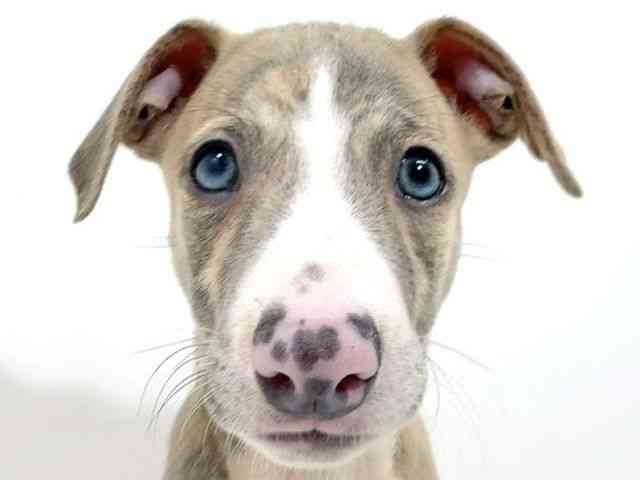 兵庫県のウィペット (ひごペットフレンドリーブルメールHAT神戸店/2025年7月29日生まれ/男の子/ブリンドルホワイト)の子犬の1枚目の画像