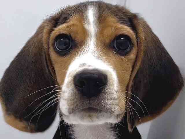 奈良県のビーグル (ひごペットフレンドリー奈良パワーシティ店/2025年7月31日生まれ/男の子/ブラックタンホワイト)の子犬の1枚目の画像