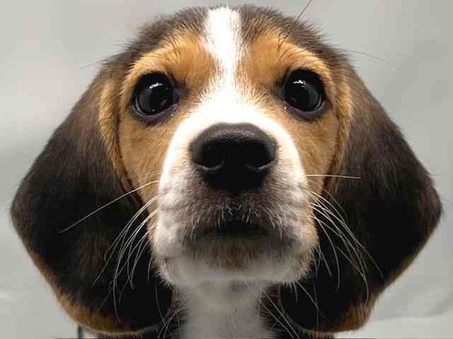 京都府のビーグル (ひごペットフレンドリー洛北阪急スクエア店/2025年7月31日生まれ/男の子/ブラックタンホワイト)の子犬の1枚目の画像