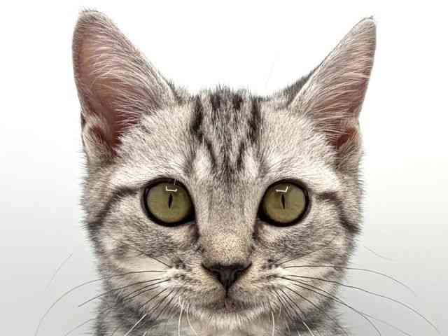 奈良県のアメリカンショートヘアー (ひごペットフレンドリー田原本店/2025年7月31日生まれ/女の子/シルバークラシックタビー)の子猫の1枚目の画像