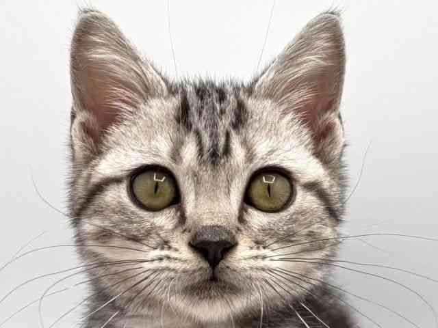 奈良県のアメリカンショートヘアー (ひごペットフレンドリー田原本店/2025年7月31日生まれ/女の子/シルバークラシックタビー)の子猫の1枚目の画像