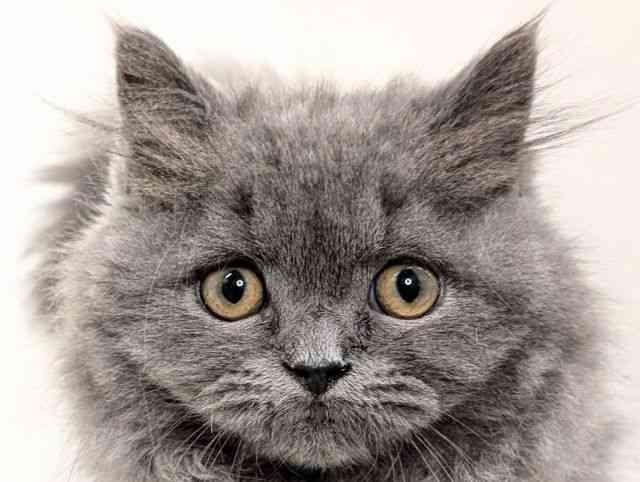 福岡県のブリティッシュロングヘアー (ひごペットフレンドリーリバーウォーク北九州店/2025年7月30日生まれ/男の子/ブルー)の子猫の1枚目の画像