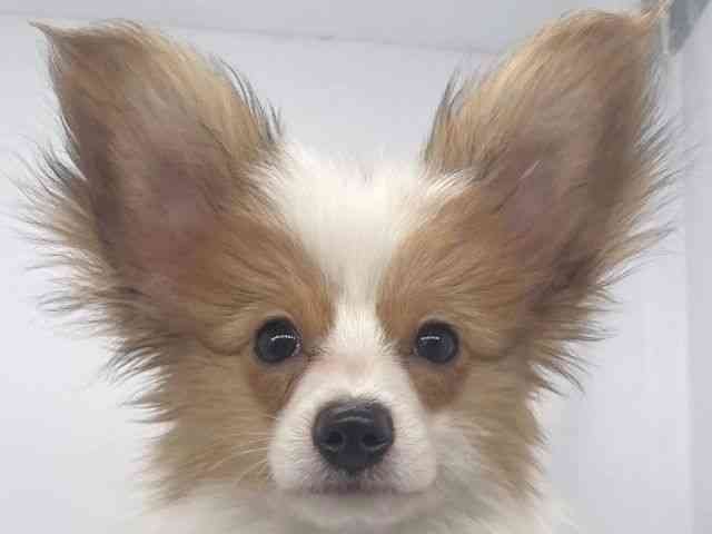 兵庫県のパピヨン (ひごペットフレンドリーイオンタウン加古川店/2025年7月28日生まれ/男の子/ホワイトブラウン)の子犬の1枚目の画像