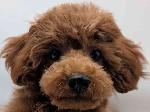 香川県のトイプードル(トイ) (ひごペットフレンドリーゆめタウン高松店/2025年8月3日生まれ/男の子/レッド)の子犬の1枚目の画像