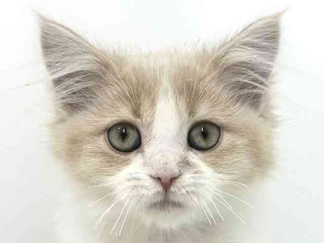 大阪府のサイベリアン (ひごペットフレンドリーベルファⅡ都島店/2025年7月28日生まれ/男の子/クリームタビーホワイト)の子猫の1枚目の画像