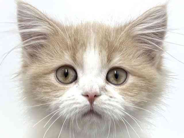 大阪府のサイベリアン (ひごペットフレンドリーベルファⅡ都島店/2025年7月28日生まれ/男の子/クリームタビーホワイト)の子猫の1枚目の画像