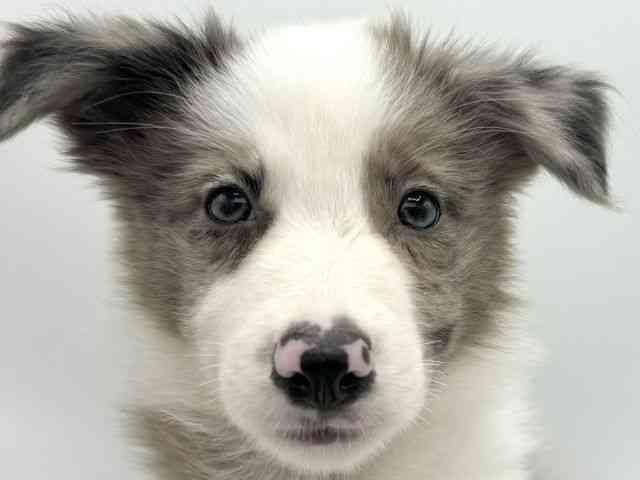 愛知県のボーダーコリー (ひごペットフレンドリーヴィアモール アピタ江南西店/2025年8月2日生まれ/男の子/ブルーマール)の子犬の1枚目の画像