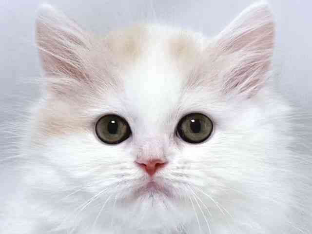 大阪府のサイベリアン (ひごペットフレンドリー堺プラットプラット店/2025年8月2日生まれ/男の子/クリームホワイト)の子猫の1枚目の画像