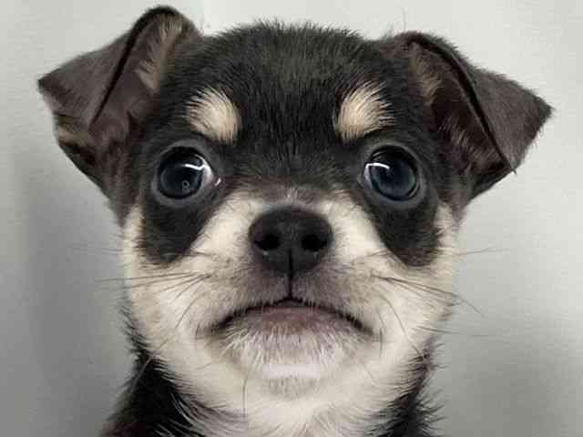 京都府のチワックス(チワワ×ダックス) (ひごペットフレンドリー洛北阪急スクエア店/2025年8月2日生まれ/女の子/ブルータン)の子犬の1枚目の画像