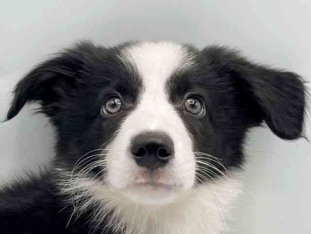 奈良県のボーダーコリー (ひごペットフレンドリートナリエ大和高田店/2025年8月3日生まれ/男の子/ブラックホワイト)の子犬の1枚目の画像