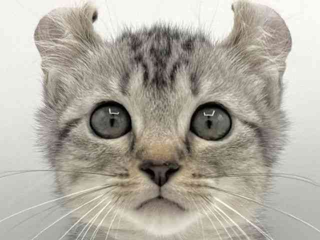 大阪府のキンカロー (ひごペットフレンドリーイオン高槻店/2025年8月3日生まれ/女の子/シルバータビー)の子猫の1枚目の画像