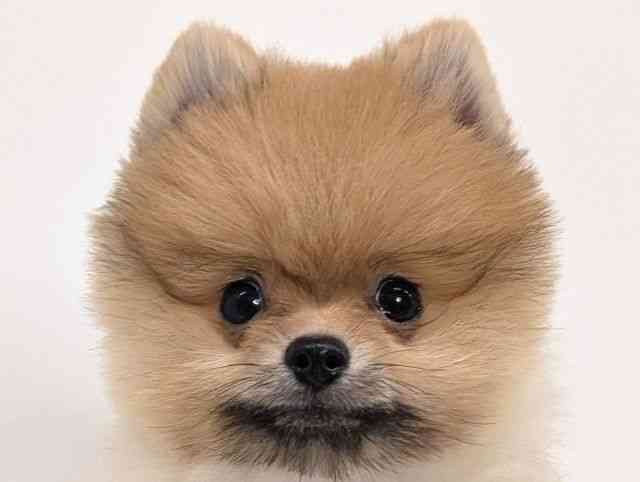 福岡県のポメラニアン (ひごペットフレンドリーリバーウォーク北九州店/2025年8月1日生まれ/男の子/オレンジ)の子犬の1枚目の画像