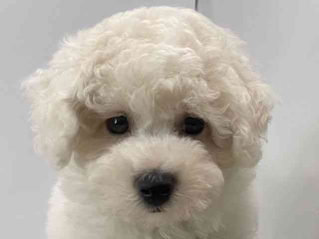 島根県のビションプー(ビションフリーゼ×プードル) (ひごペットフレンドリーイオンモール出雲店/2025年8月2日生まれ/男の子/ホワイト)の子犬の1枚目の画像