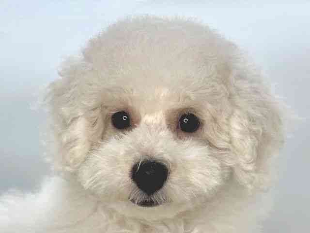 島根県のビションプー(ビションフリーゼ×プードル) (ひごペットフレンドリーイオンモール出雲店/2025年8月2日生まれ/男の子/ホワイト)の子犬の1枚目の画像