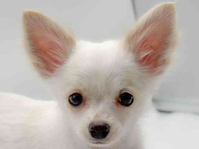 香川県のチワワ(ロング) (ひごペットフレンドリーゆめタウン高松店/2025年8月1日生まれ/男の子/ホワイトクリーム)の子犬の1枚目の画像