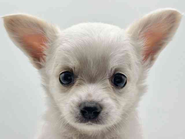 香川県のチワワ(ロング) (ひごペットフレンドリーゆめタウン高松店/2025年8月1日生まれ/男の子/ホワイトクリーム)の子犬の1枚目の画像