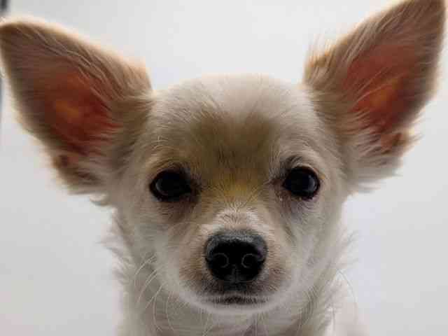 島根県のチワワ(ロング) (ひごペットフレンドリーイオンモール出雲店/2025年8月1日生まれ/男の子/ホワイトクリーム)の子犬の1枚目の画像