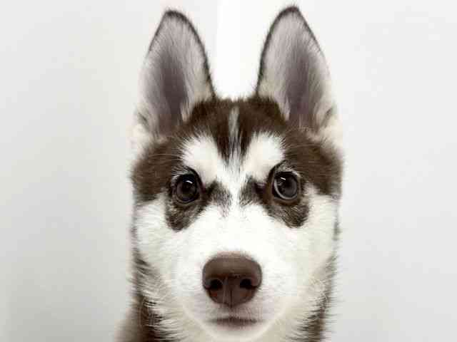 大阪府のシベリアンハスキー (ひごペットフレンドリーくずはモール店/2025年7月31日生まれ/女の子/チョコレートホワイト)の子犬の1枚目の画像