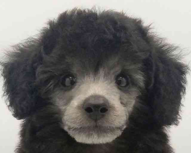 兵庫県のトイプードル(トイ) (ひごペットフレンドリークラウンパーク伊丹店/2025年8月2日生まれ/男の子/シルバー)の子犬の1枚目の画像