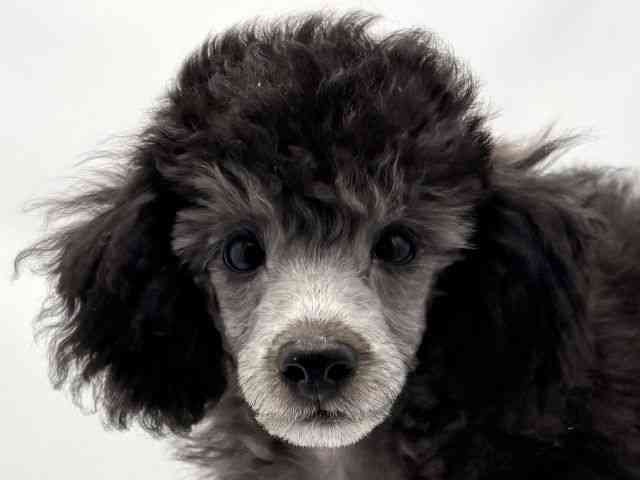 兵庫県のトイプードル(トイ) (ひごペットフレンドリークラウンパーク伊丹店/2025年8月2日生まれ/男の子/シルバー)の子犬の1枚目の画像