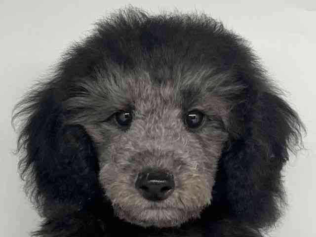 徳島県のトイプードル(トイ) (ひごペットフレンドリーゆめタウン徳島店/2025年8月2日生まれ/男の子/シルバー)の子犬の1枚目の画像