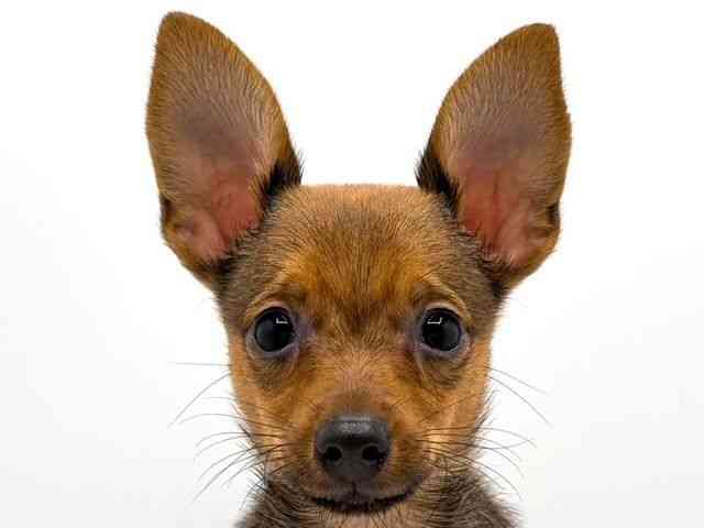 奈良県のハーフ犬・ミックス犬 (ひごペットフレンドリー田原本店/2025年8月2日生まれ/男の子/オレンジセーブル)の子犬の1枚目の画像