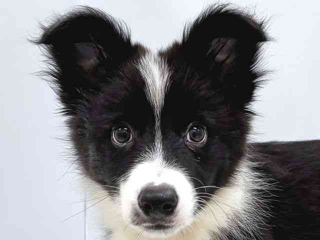 奈良県のボーダーコリー (ひごペットフレンドリー奈良パワーシティ店/2025年8月3日生まれ/男の子/ブラックホワイト)の子犬の1枚目の画像