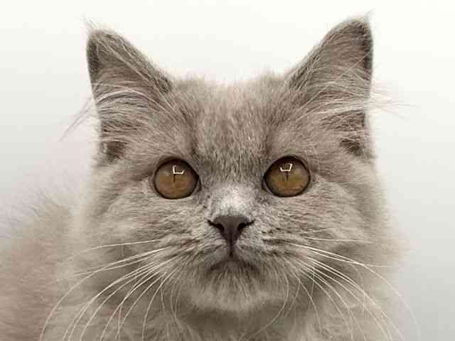 京都府のブリティッシュロングヘアー (ひごペットフレンドリーイオンモール高の原店/2025年7月28日生まれ/女の子/ライラック)の子猫の1枚目の画像