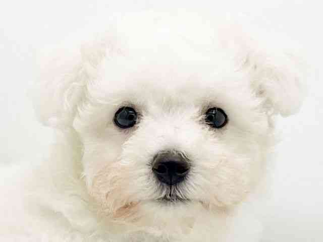 兵庫県のビションフリーゼ (ひごペットフレンドリーコロワ甲子園店/2025年7月24日生まれ/男の子/ホワイト)の子犬の1枚目の画像