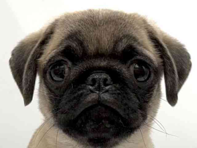 愛知県のパグ (ひごペットフレンドリーヴィアモール アピタ江南西店/2025年7月30日生まれ/女の子/フォーン)の子犬の1枚目の画像