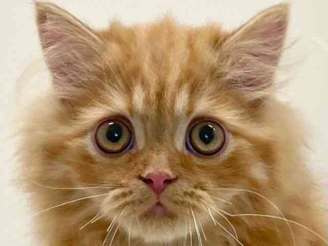 兵庫県のミヌエット (ひごペットフレンドリーイトーヨーカドー明石店/2025年7月27日生まれ/男の子/レッドタビー)の子猫の1枚目の画像