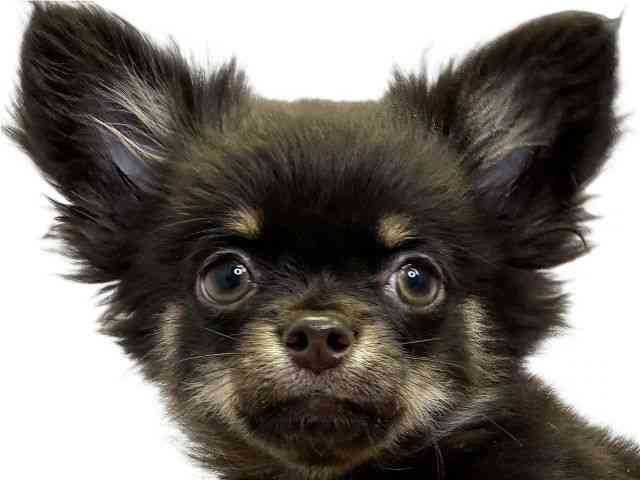 愛媛県のチワワ(ロング) (ひごペットフレンドリーエミフルMASAKI店/2025年8月2日生まれ/女の子/チョコレートタン)の子犬の1枚目の画像