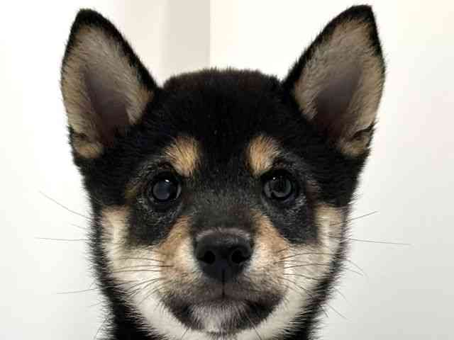 奈良県の柴犬(標準サイズ) (ひごペットフレンドリーイオンモール橿原ウエスト・ビレッジ店/2025年8月1日生まれ/女の子/黒)の子犬の1枚目の画像