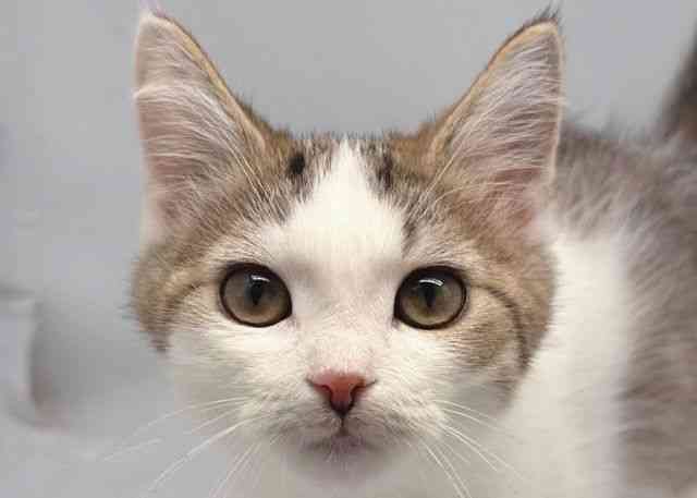 鳥取県のミヌエット (ひごペットフレンドリーイオンモール鳥取北店/2025年7月29日生まれ/男の子/ブラウンタビーホワイト)の子猫の1枚目の画像