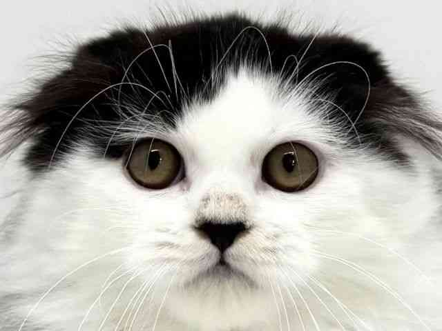 大阪府のスコティッシュフォールド (ひごペットフレンドリーくずはモール店/2025年7月31日生まれ/男の子/ブラックホワイト)の子猫の1枚目の画像