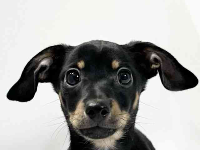 愛媛県のチワックス(チワワ×ダックス) (ひごペットフレンドリーイオンモール今治新都市店/2025年8月2日生まれ/男の子/ブラックタン)の子犬の1枚目の画像