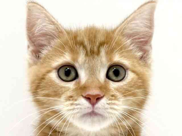 大阪府のスコティッシュフォールド (ひごペットフレンドリーイオン高槻店/2025年8月1日生まれ/女の子/レッドタビー)の子猫の1枚目の画像