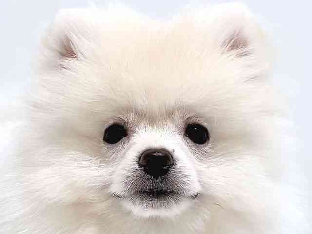 奈良県のポメラニアン (ひごペットフレンドリー奈良パワーシティ店/2025年7月31日生まれ/男の子/ホワイト)の子犬の1枚目の画像