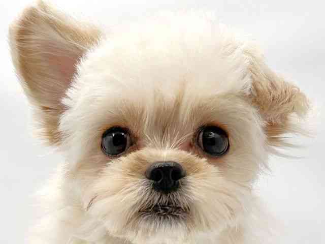 大阪府のハーフ犬・ミックス犬 (ひごペットフレンドリー東淀川店/2025年8月4日生まれ/女の子/クリーム)の子犬の1枚目の画像