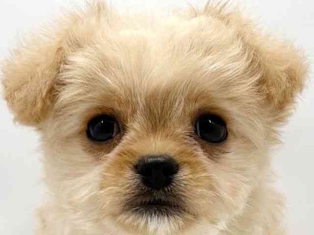 大阪府のハーフ犬・ミックス犬 (ひごペットフレンドリー東淀川店/2025年8月4日生まれ/女の子/クリーム)の子犬の1枚目の画像