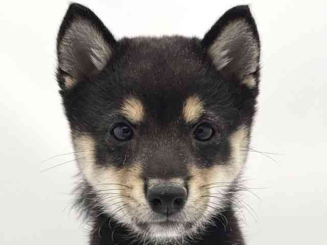 兵庫県の柴犬(標準サイズ) (ひごペットフレンドリークラウンパーク伊丹店/2025年8月4日生まれ/男の子/黒)の子犬の1枚目の画像